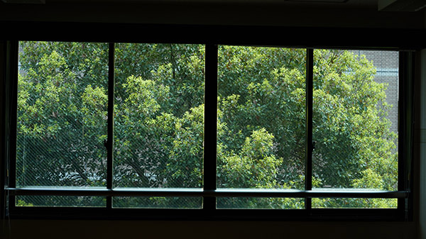 窓辺の木 3 ~~Yumi~~