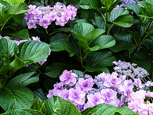 6月は七変化（紫陽花）の季節