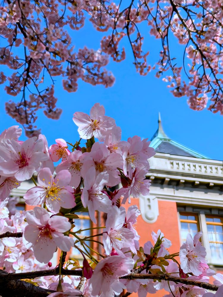 The long-awaited cherry blossom season is here!