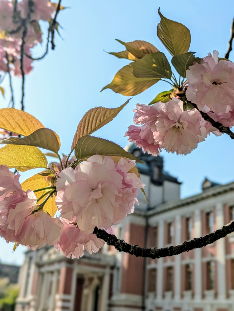 桜と藤の花~~Yumi~~