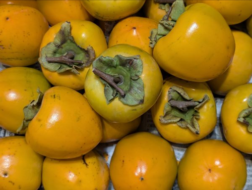 令和7年10月23日|名古屋・泉便り🍧